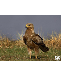 گونه عقاب خالدار کوچک Lesser Spotted Eagle